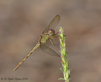 Erythrodiplax umbrata, female